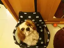 Dog Carriers Hammock Car-Seat-Cover Walking-Bags Basket Puppy-Supplies-Products Pet Folding