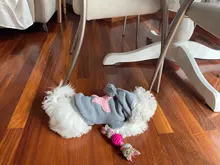 Sweater Puppy-Dog French Bulldog PETCIRCLE Teddy Chihuahau Winter Autumn Starfish Nordic