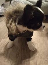 Hoodie Clothing Pet-Jacket Dog-Coat Small Dogs Chihuahua For Yorkshire Winter Cotton