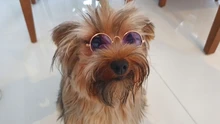 Gafas de protección contra el desgaste para perros y gatos adorables, productos para mascotas, protección contra el desgaste, gafas de sol, fotos, accesorios para mascotas, 1 ud.