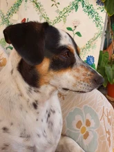 Peine profesional de acero inoxidable para perros, mango de madera, cuchillo para quitar el pelo de las mascotas, accesorios para el exceso de ropa interior