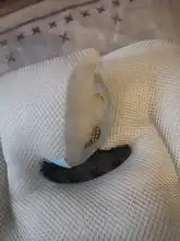 Almohadilla de asiento de algodón de malla de aire 3D transpirable para bebé, forro de cojín para cochecito y asiento de coche