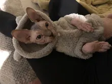 Jacket Clothing Puppy-Clothes Pet-Cat-Costume Dogs Soft-Fleece Chihuahua Winter For Yorkshire