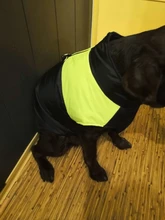 Jacket Puppy-Clothing Dog-Coat Dogs Golden-Retriever Waterproof Winter Pet-Vest Small