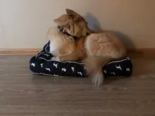 Bed Sofa Dog-Bed Large Dog Waterproof Cat-Mat Animal-Pattern Small Soft for Medium