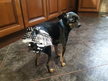 Pantalones fisiológicos sanitarios para mascotas, pañal lavable para perros, bragas, ropa interior para menstruación