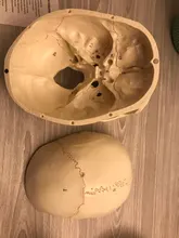 Modelo de accesorios médicos de tamaño real, Cráneo humano, modelo de anatomía anatómica, enseñanza médica, esqueleto, cabeza para estudiar, suministros de enseñanza