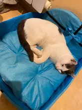 Plush-Cushion Puppy-Mat Pet-Bed Kennel Dogs Small Large Cute Cat Round Tyteps Warm