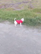 De invierno abrigo para perros ropa para perros cálido espesar sólido perro de colores ropa para perro pequeño perro rojo verde Navidad estilo perro grande chaqueta