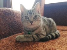 Collares con cascabel para gatos, hebilla de nailon ajustable, Collar reflectante de moda, diseño de cabeza de gato, accesorios para gatos, 21 colores