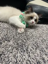 Bola de peluche de Collar para perros y gatos Collar dulce bufanda para perro lindo gatito accesorios Rosa correa para el cuello perrito con perla perro Pug Chihuahua