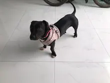 Arnés pequeño y mediano para perro, correa reflectante transpirable para el pecho, a cuadros, ropa para mascota Bichón, suministros de cadena para perro, chaleco estampado