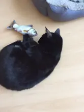 Cama de felpa redonda para mascotas nido de gato semicerrado para Comodidad para dormir profunda en invierno, cama para gatos, pequeña esterilla, cesta, perrera suave, novedad