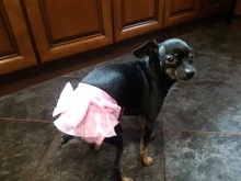 Pantalones fisiológicos sanitarios para mascotas, pañal lavable para perros, bragas, ropa interior para menstruación