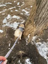 Arnés pequeño y mediano para perro, correa reflectante transpirable para el pecho, a cuadros, ropa para mascota Bichón, suministros de cadena para perro, chaleco estampado