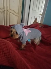 Sweater Puppy-Dog French Bulldog PETCIRCLE Teddy Chihuahau Winter Autumn Starfish Nordic