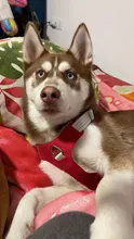 Arnés para perros reflectante ajustable, chaleco de pecho para perros pequeños, medianos y grandes, arnés protector de adiestramiento al aire libre para perros