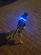 Collar para perro recargable por USB, emisor de luz, TPU, puede cortar la luz de seguridad para perros pequeños y medianos