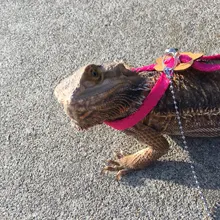 Dragón Barbudo reptil lagartija Gecko animales arnés ajustable Correa soga