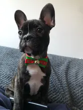 Collar navideño para perros y gatos, pajarita para perro, correa ajustable para el cuello, accesorios de aseo para perros y cachorros