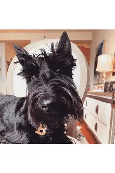 Dog and cat dog ID tag Free engraving dog Collar pet Charm pendant Bone Necklace Collar Puppy cat collar accessory
Dog and cat dog ID tag Free engraving dog Collar pet Charm pendant Bone Necklace Collar Puppy cat collar accessory