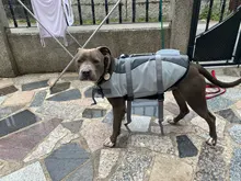 Vida de perro chaqueta Ripstop perro salvavidas tiburón chalecos con el rescate de mascota perro seguridad traje de baño para piscina playa de navegación
