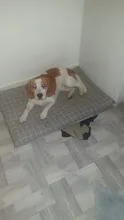 Cama para perros de invierno, camas suaves para perros y mascotas, esterilla, sofá cálido, cojín de Mascota, colchón para perros pequeños, medianos, grandes, gatos, Chihuahua, Cama para Perro