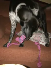 Paquete de 7 juguetes para perros mascotas para cepillo de dientes grande pequeña bola para perros juguetes interactivos para perros productos de Navidad para masticable para perros accesorios de juguete