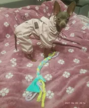 Ropa de perro impermeable de malla transpirable, mono absorbente para el sudor, abrigo reflectante para mascotas, Otoño e Invierno