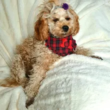 Scarf Pet-Accessories Dog-Supplies Puppy Cat-Bandana Washable-Collar Medium Cats Adjustable