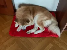 Manta para cama de perro para exterior, cojín de perro portátil, estera impermeable para exteriores, cama plegable para mascotas, sofá para perros pequeños y grandes, 3 colores