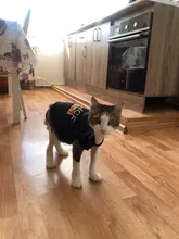 Traje de policía para Cosplay de perros y gatos, chaleco elástico negro, camiseta de cachorro, accesorios, ropa, disfraces