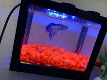 Mini acuario con lámpara LED USB para peces betta, tanque para peces con luz para lucha de peces