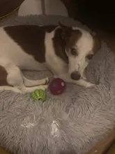 Pelota de Juguetes para perros suave para masticar, pelota elástica interactiva para perros, juguetes de goma para limpiar los dientes, dispensador de comida, 1 unidad