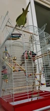 Pet-Parrot Rattan-Balls Bird Cage-Accessories Bell Hanging-Toy Pet-Supplies Grass-Swing