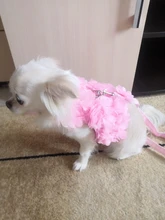 Correa de perro transpirable estéreo con flores, conjunto de Gato, chaleco para cachorro, correas para Chihuahua, Yorkshire Terrier