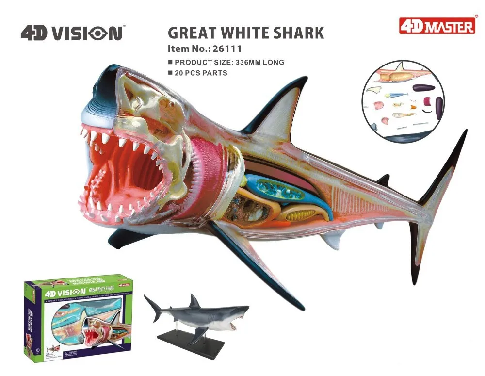 4d vision great white shark