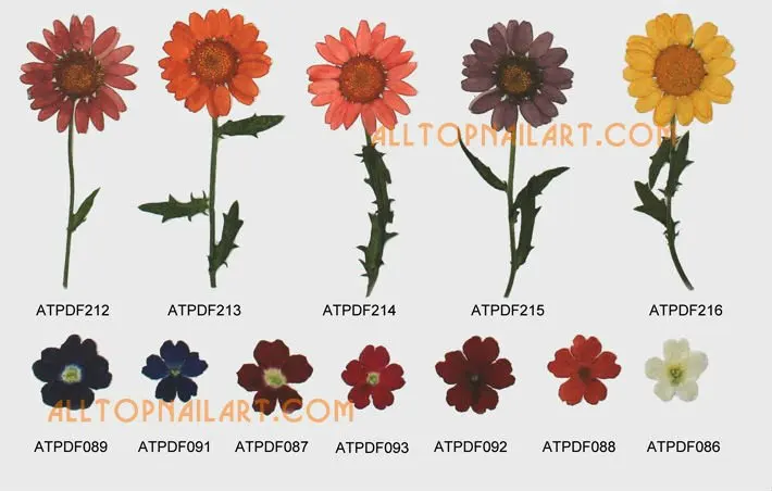 driedflower_pressedflower-p13_02.jpg
