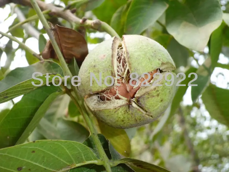 8 Bonsai Small Japanese Juglans Seeds Very Cute Lovely Home Garden Backyard New Generation Free Shipping Generation Lyrics Generator Kiporgarden Tiller Aliexpress