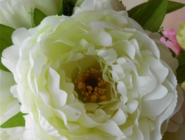 white peony.jpg