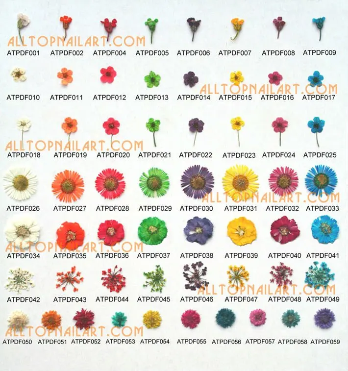 driedflower_pressedflower-p2.jpg