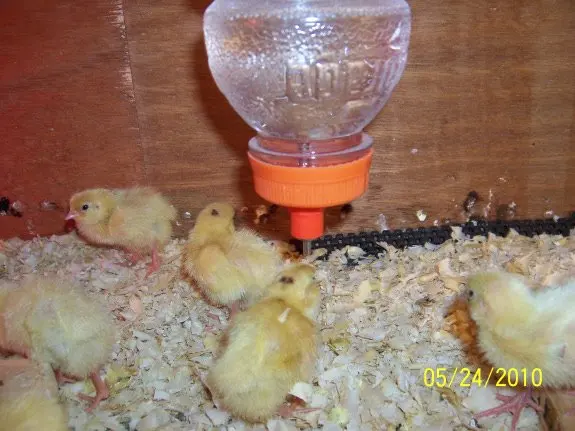 Poultry nipple.Material: POM Stainless