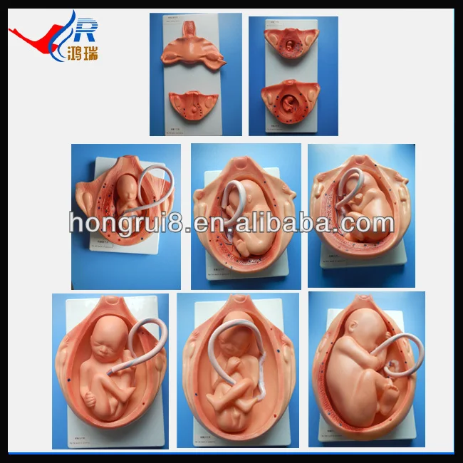 リアル高度な胎児 胎児成長中妊娠 Developing Fetus Pregnancy Developmentfetus Development Aliexpress