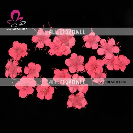 Nail art flower A_Grade dry nature flower red.jpg