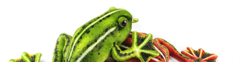 frog 01