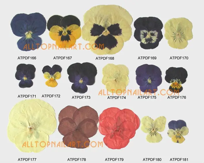 driedflower_pressedflower-p12_01.jpg
