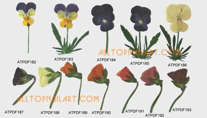 driedflower_pressedflower-p12_02.jpg