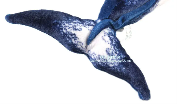 minke whale 09