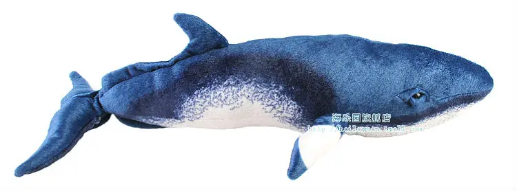 minke whale 02