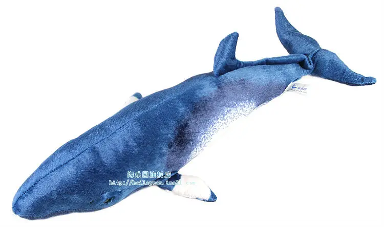 minke whale 03